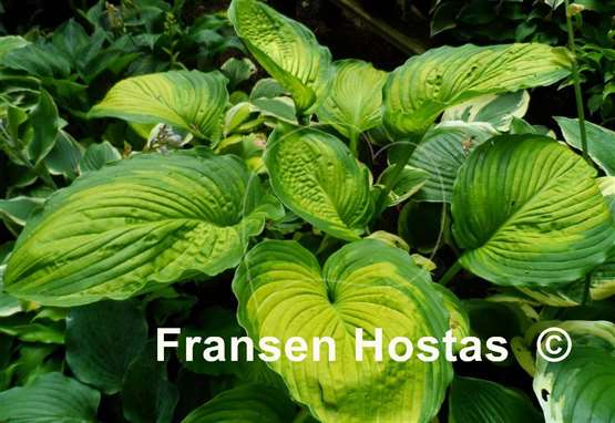 Hosta California Gold Rush