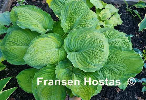 Hosta California Gold Rush