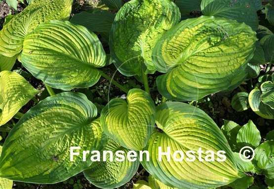 Hosta California Gold Rush