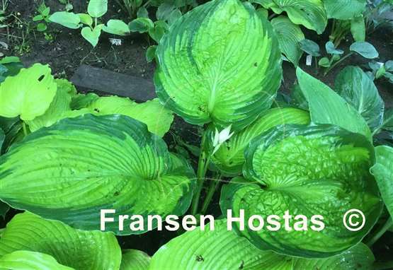 Hosta California Gold Rush