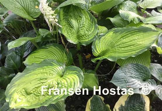 Hosta California Gold Rush