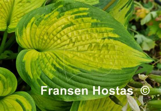 Hosta California Gold Rush