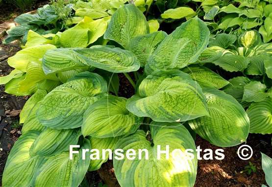 Hosta California Gold Rush