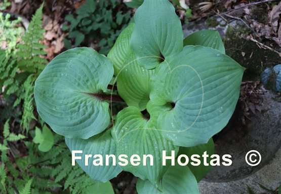Hosta Calm before the Storm