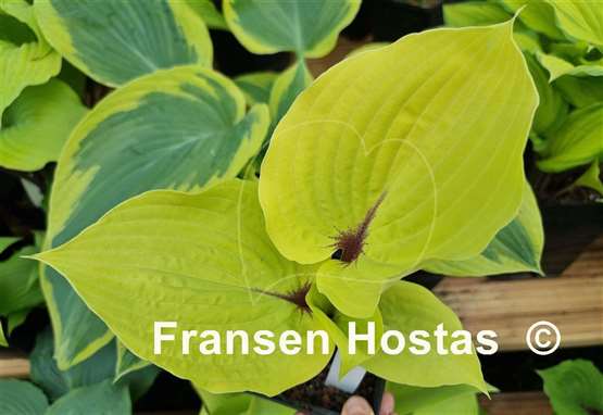 Hosta Calm before the Storm