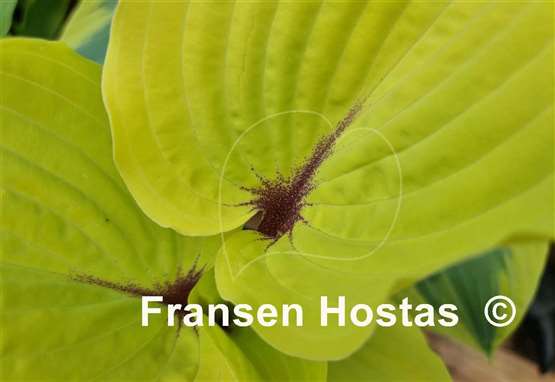 Hosta Calm before the Storm