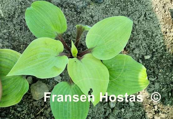 Hosta Calm before the Storm