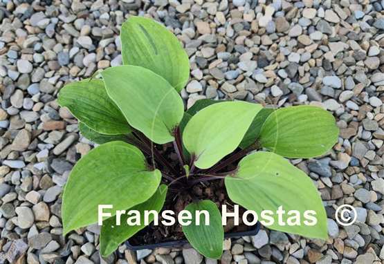 Hosta Calm before the Storm