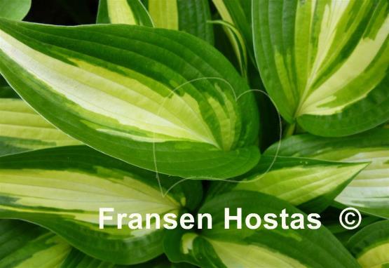 Hosta Calypso