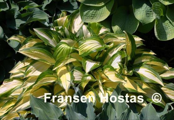 Hosta Calypso