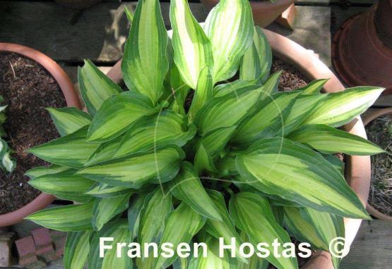 Hosta Calypso