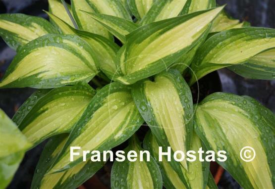 Hosta Calypso