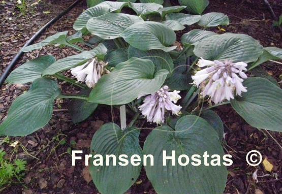Hosta Camelot
