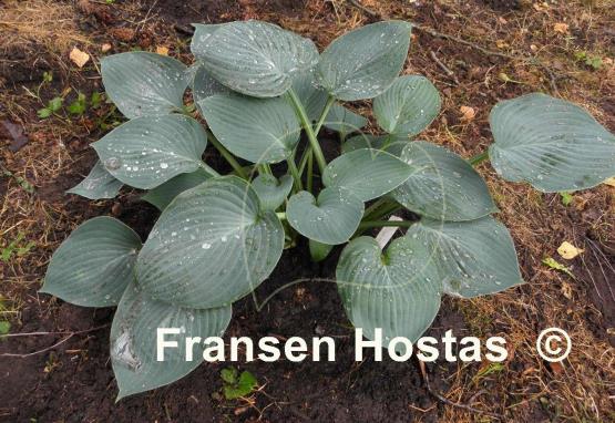 Hosta Camelot