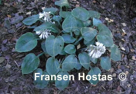 Hosta Camelot