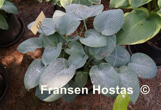 Hosta Camelot