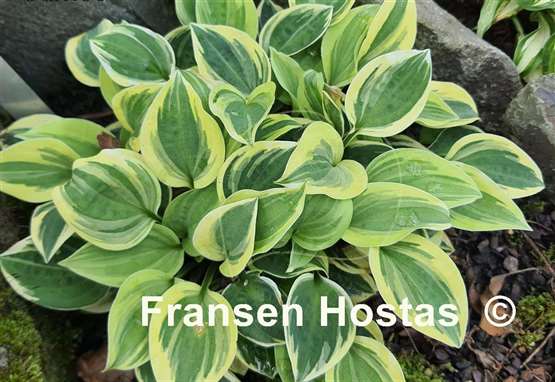 Hosta Cameo