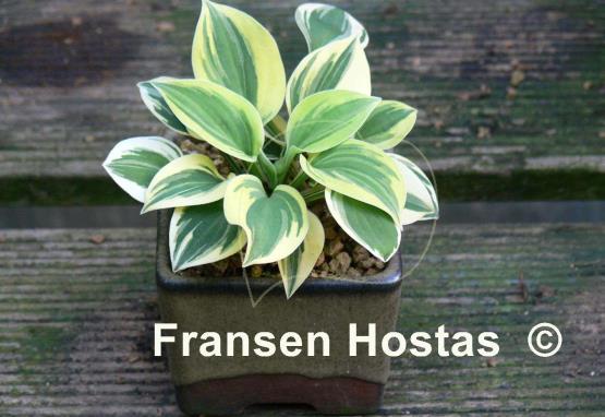 Hosta Cameo