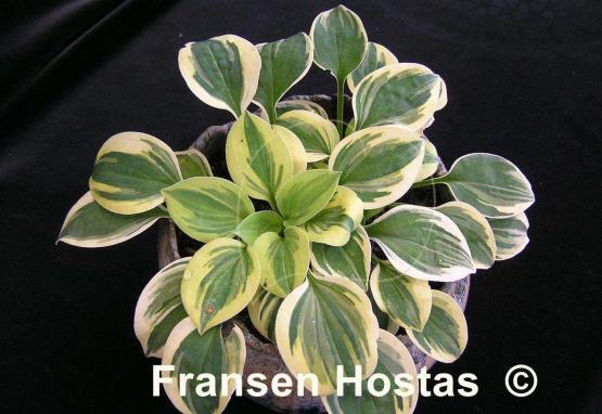 Hosta Cameo
