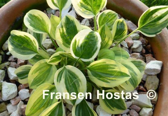 Hosta Cameo