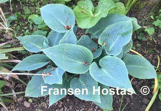 Hosta Canadian Blue