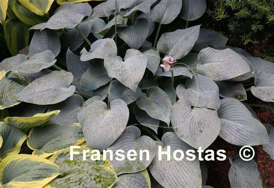 Hosta Canadian Blue