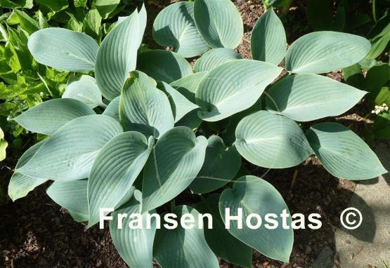 Hosta Canadian Blue