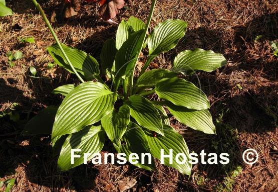 Hosta Candle Wax