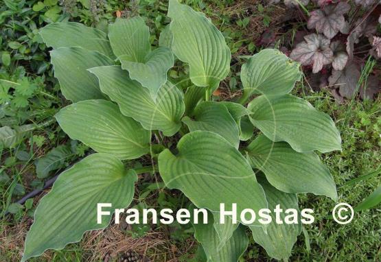 Hosta Candle Wax