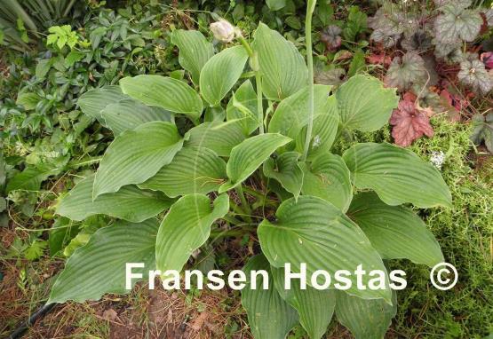 Hosta Candle Wax