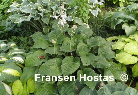 Hosta Candle Wax