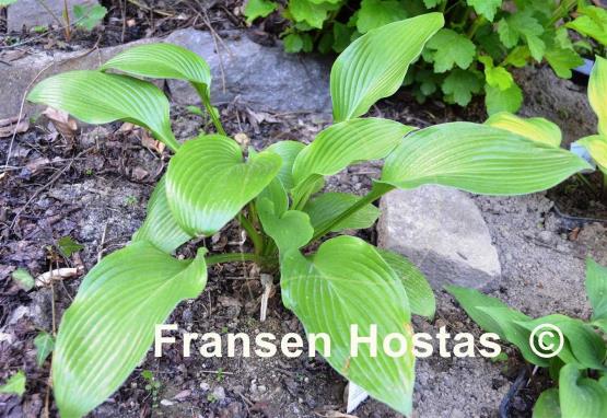 Hosta Candle Wax