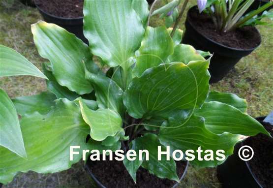 Hosta Candy Kisses