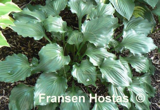 Hosta Candy Dish