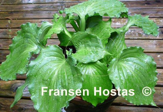 Hosta Candy Dish