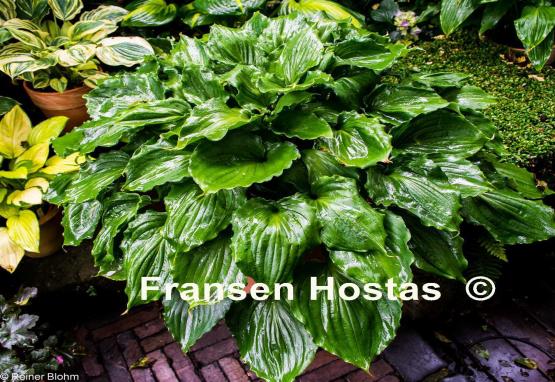 Hosta Candy Dish