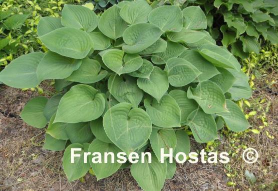 Hosta Candy Hearts