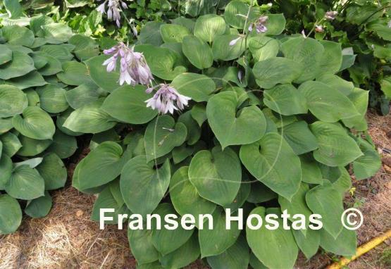 Hosta Candy Hearts