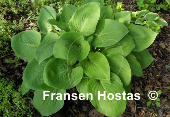 Hosta Candy Hearts