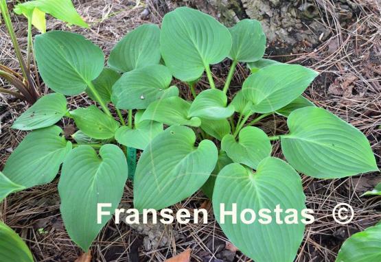 Hosta Candy Hearts