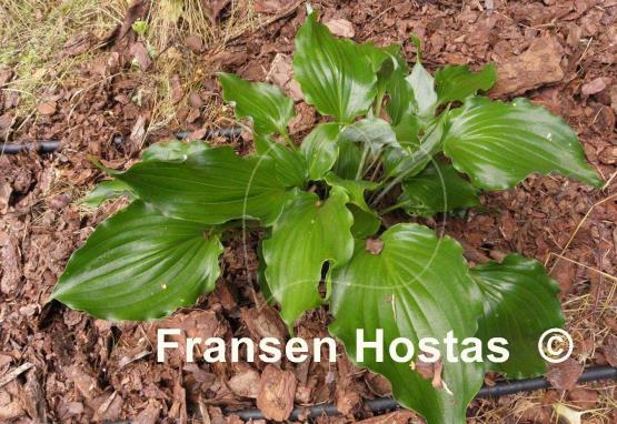 Hosta Candy Kisses