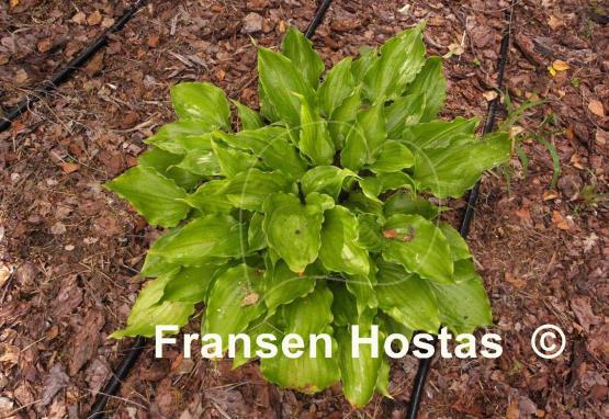 Hosta Candy Kisses