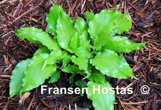 Hosta Candy Kisses