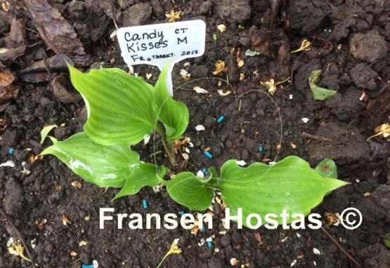 Hosta Candy Kisses