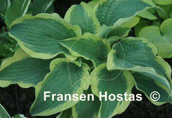 Hosta Cape Cod