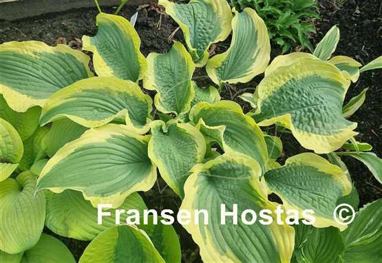 Hosta Cape Cod