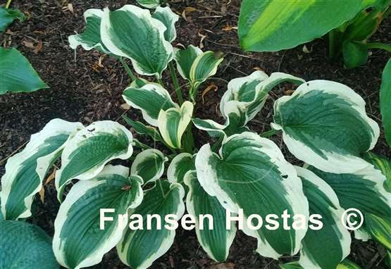 Hosta Cape Cod