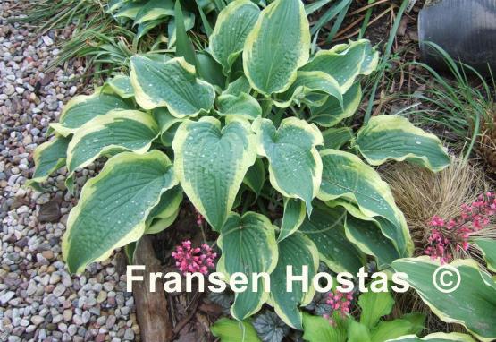 Hosta Cape Cod