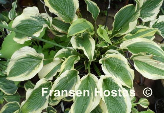 Hosta Cape Cod