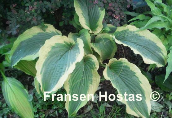 Hosta Cape Cod